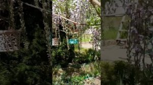 Глициния. Начало роспуска. Как размножить Глицинию.