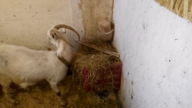 Гусыня Гага,, родила,,.? смотреть онлайн