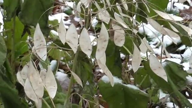 Поход за лунариями.Букеты из сухоцветов смотреть онлайн