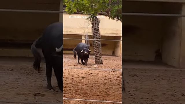 Даже они помогают друг другу! смотреть онлайн