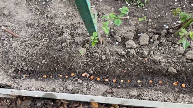 Как изменились растения во дворе и полисаднике за 2 недели апреля? Всё оживает! смотреть онлайн