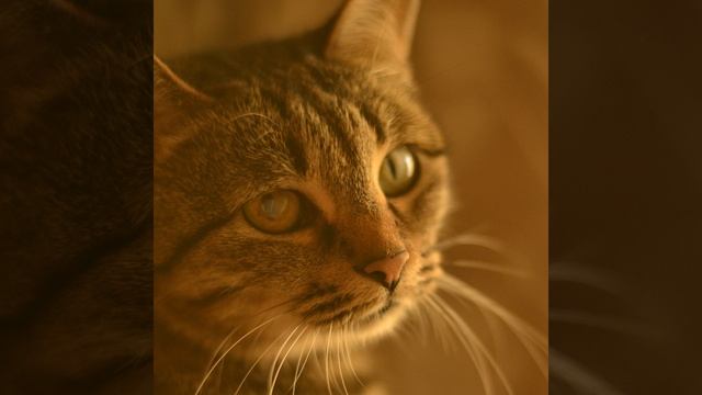 Длинный звук мурлыканья кота смотреть онлайн