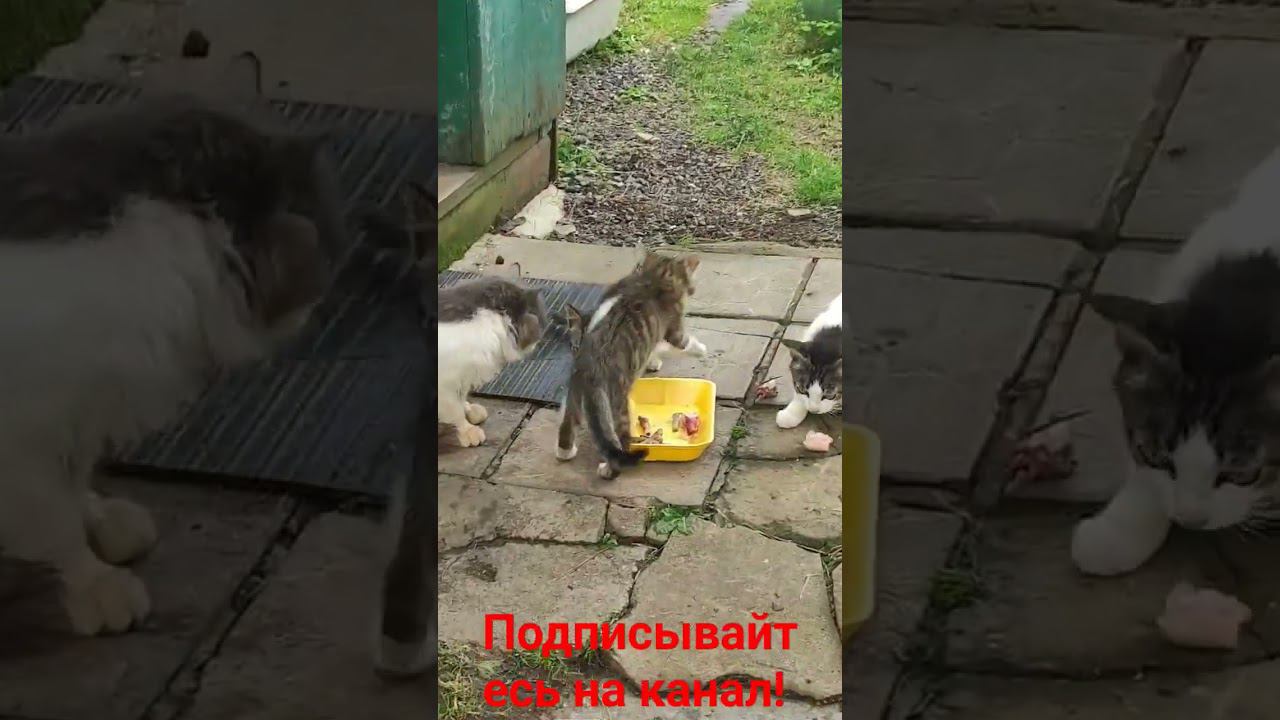 Кошачья семья обедает! смотреть онлайн