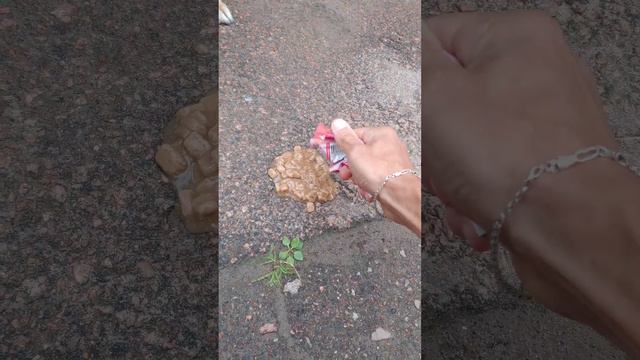 Кормлю котиков и собачек. ДАНАТЫ ПОШЛИ на ПОЛЬЗУ. Котейки жмут вам руку смотреть онлайн