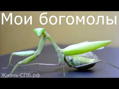Мои богомолы - содержание экзотических насекомых в домашних условиях смотреть онлайн