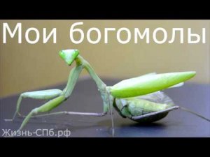 Мои богомолы - содержание экзотических насекомых в домашних условиях