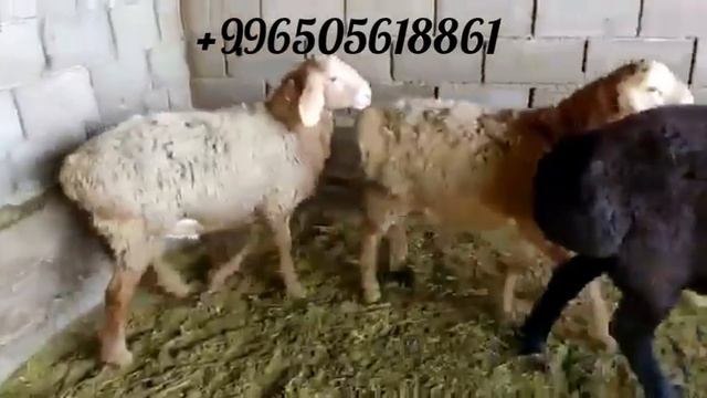 Оооо машалла кочкорики на продажу 45т сом, адрес Чалдовар👈👍 смотреть онлайн