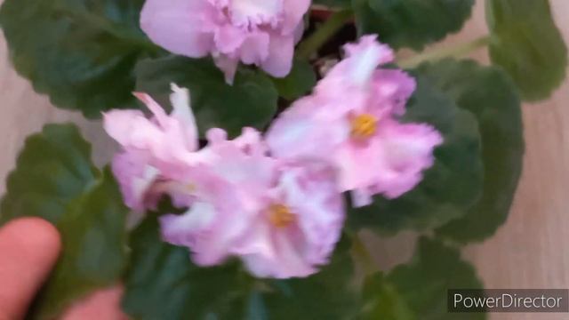 Фиалка РС- Золотая Роскошь, первое цветение. А где же золото?)?// #africanviolets смотреть онлайн