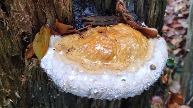 Rotrandiger Baumschwamm смотреть онлайн