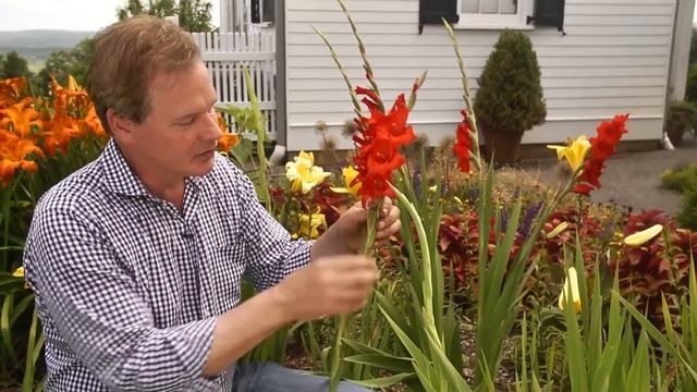Growing Gladiolus смотреть онлайн
