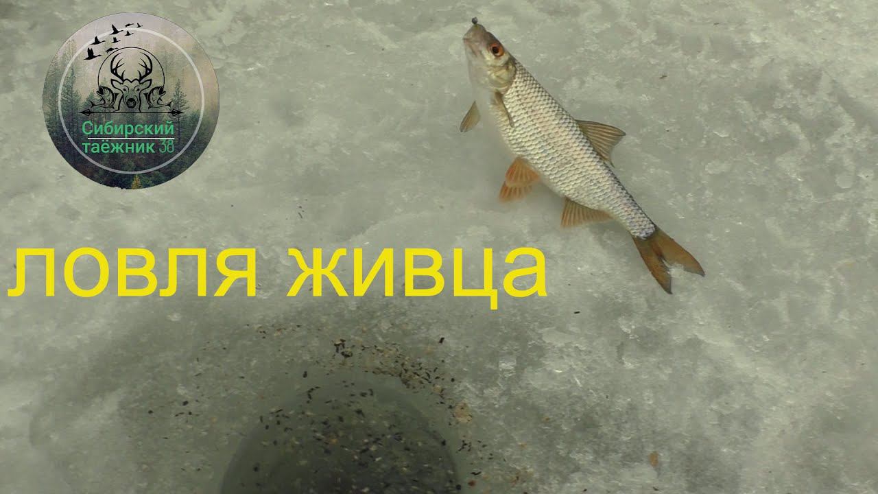 ЛОВЛЯ ПЛОТВЫ ЗИМОЙ , ЖИВЕЦ ДЛЯ ЩУКИ
