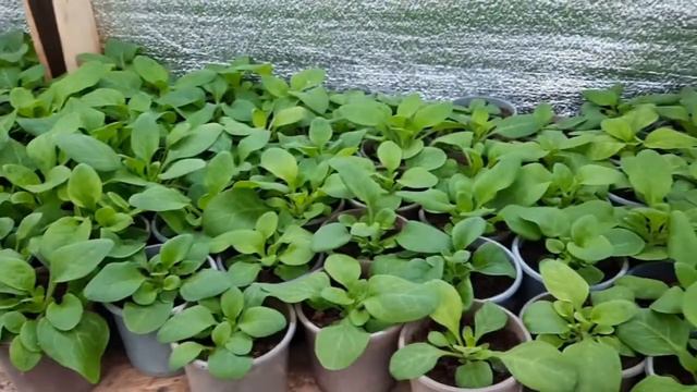 Как я спасаю петунию от хлороза / Світліє листя у петунії, що робити?