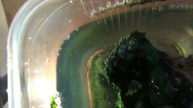 Культивирование артемии: полный цикл смотреть онлайн