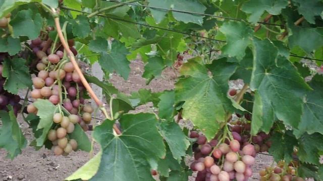 Сорт винограда Ливия 1.08.2019 смотреть онлайн