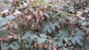 Заготовка ивовых прутьев Ива белая,заплаточник