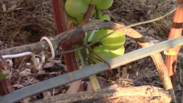 Виноград сорт Колобок смотреть онлайн