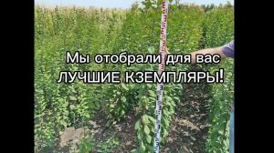 Миндаль. Лучшие сорта с высокой морозостойкостью