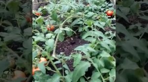 Огурцы. Аминогумус против АгроМастер 20:20:20