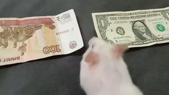 доллар или 100 рублей смотреть онлайн