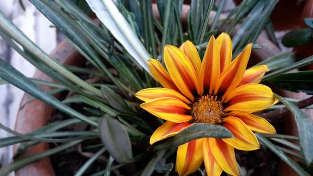 79🌿🥀Winter 🌻Flower The Great🌻 GAZANIA🌻🥀 grow n🌻🌷 care🌻🥀 Tips (Hindi/Urdu) смотреть онлайн