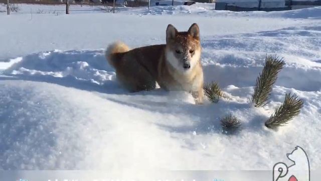 АЛЫЙ ЦВЕТ МИЛЛА смотреть онлайн