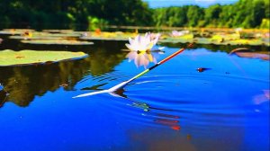 РЫБАЛКА на ПОПЛАВОК!!! Дикие КРУПНЫЕ КАРАСИ в кувшинках!!!