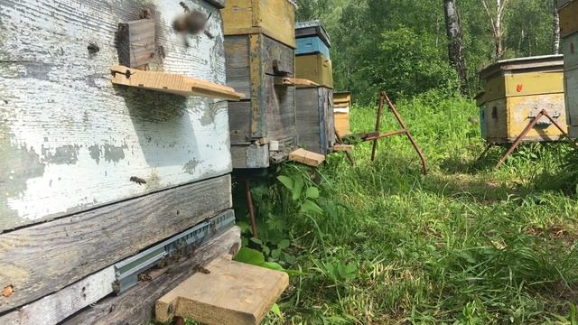 Медитация на лесной пасеке. Лёт пчёл. смотреть онлайн