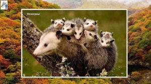 Тема 25. Природные зоны Северной Америки. Охрана природы