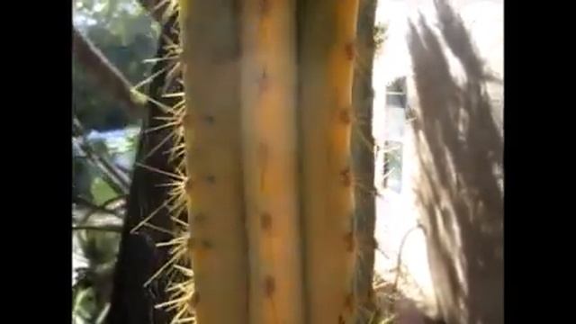 Pilosocereus Pachycladus смотреть онлайн