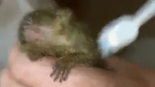 Самая маленькая обезьяна в мире смотреть онлайн