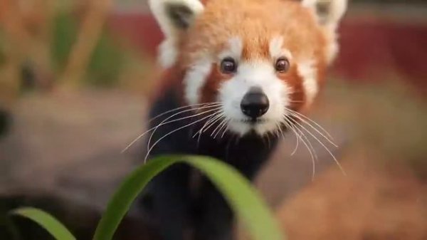Красная панда - Red Panda