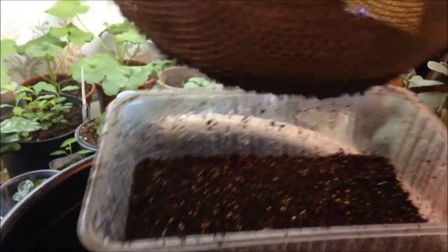 Рододендроны из семян | Часть 2. Подсыпка грунта смотреть онлайн