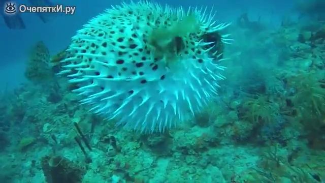 Рыба еж смотреть онлайн