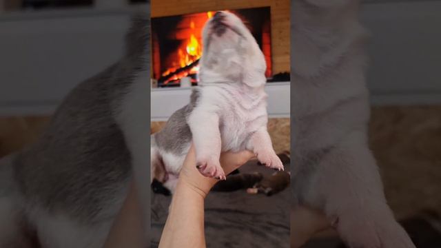 Знакомим с Фрейей😊 #сао #alabai #собака #алабай #щенки #dog смотреть онлайн