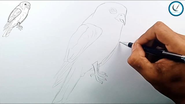 How to Draw Kestrel Bird смотреть онлайн