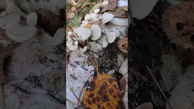 #forest #лес #осень #грибы смотреть онлайн