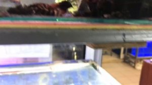 ПТИЧИЙ РЫНОК, САДОВОД! Обзор рыб, растений. Номерные сомы, редкие рыбы.