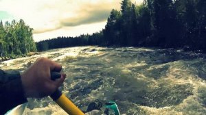 Семга полная икры. Белое море. Сплав по реке Умба.