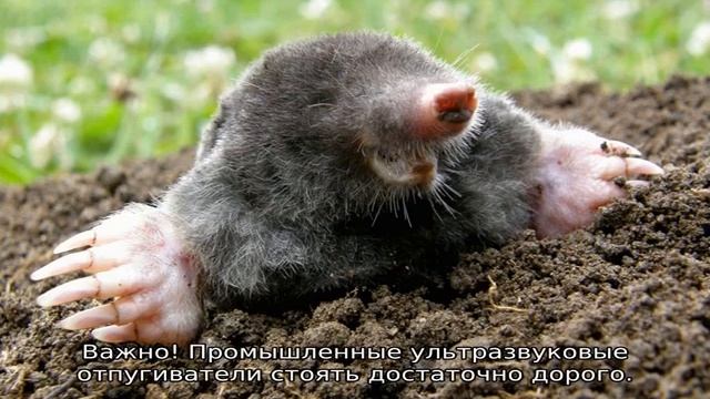 Как бороться с кротами смотреть онлайн