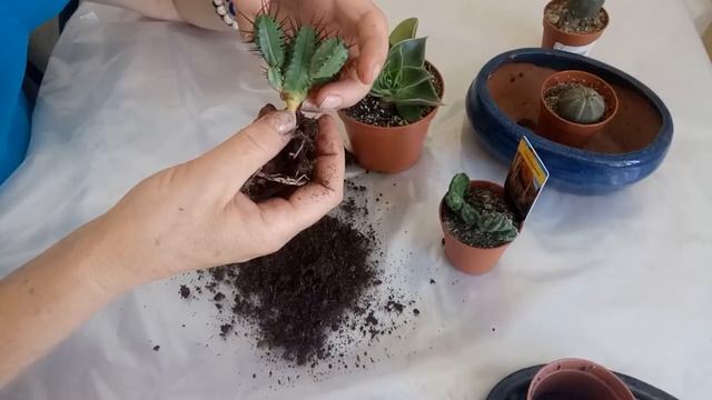 Суккуленты голландские! смотреть онлайн