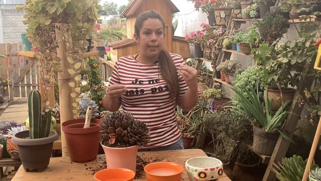Con que es mejor regar las plantas, con agua de arroz o con agua de espagueti? 😘 смотреть онлайн