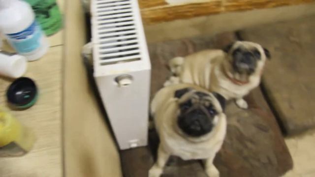 мопсы смотреть онлайн