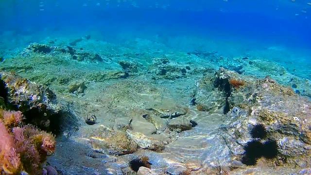 The Amazing Underwater World . Удивительный подводный мир #1