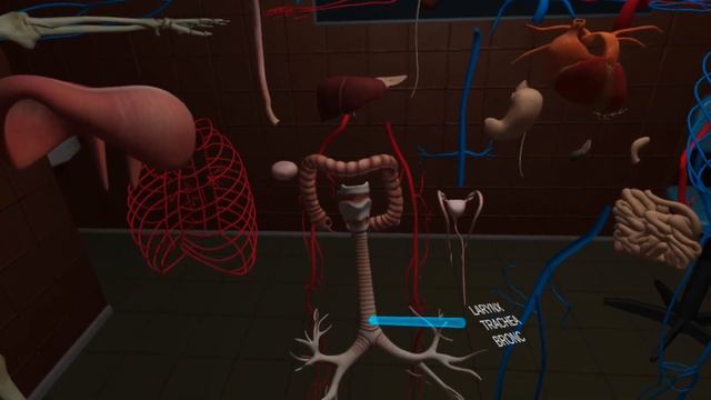 Anatomy Puzzle - Oculus Quest смотреть онлайн
