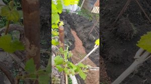 пересадить виноград взрослый куст больше 10 лет на новое место и спустя месяц ?пересадка ?