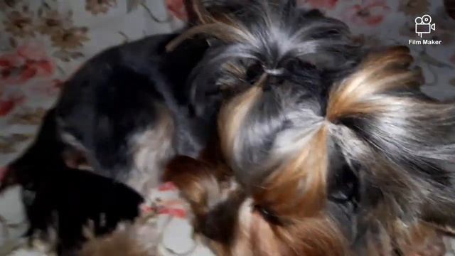 прически для йорка смотреть онлайн