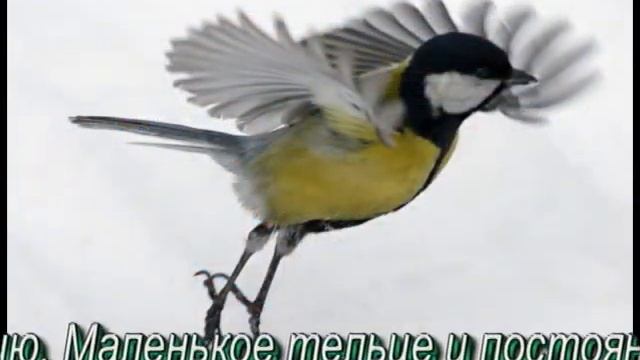 А вы знаете, что ест синичка ? смотреть онлайн