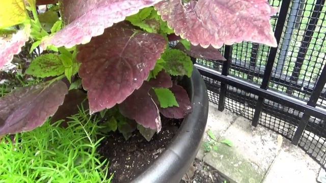 June 2022 Flower Container Tour смотреть онлайн