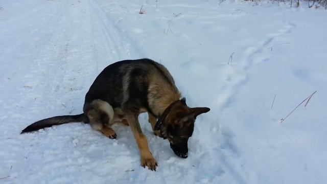 Рабочая немецкая овчарка - 7 месяцев. смотреть онлайн