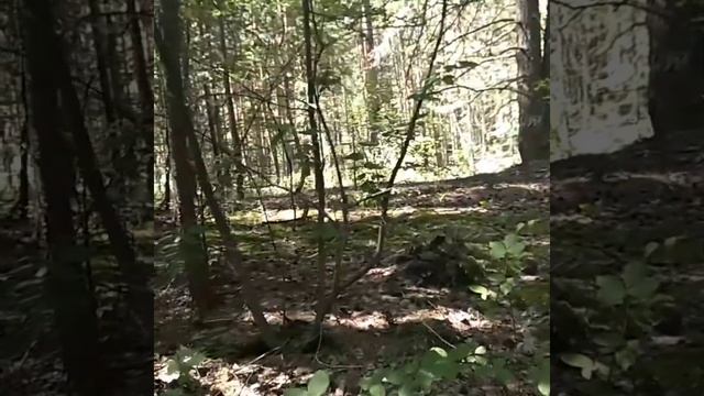 Бузулукский бор. Собираем грибы. смотреть онлайн